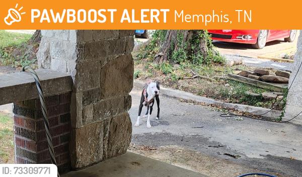 Found/Stray Male Dog last seen Bellevue, Memphis, TN 38104