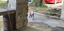 Found/Stray Male Dog last seen Bellevue, Memphis, TN 38104