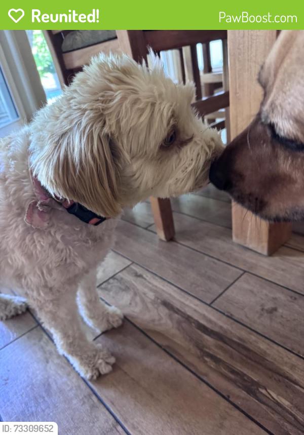 Reunited Female Dog last seen Near Mapleridge Dr, Grapevine, TX 76051, USA, Grapevine, TX 76051