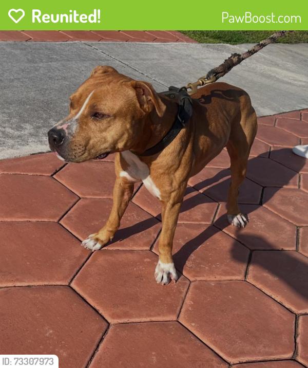 Reunited Male Dog last seen SW 103rd Pl & SW 49th St, Westwood Lakes, FL 33165, USA, Westwood Lakes, FL 33165