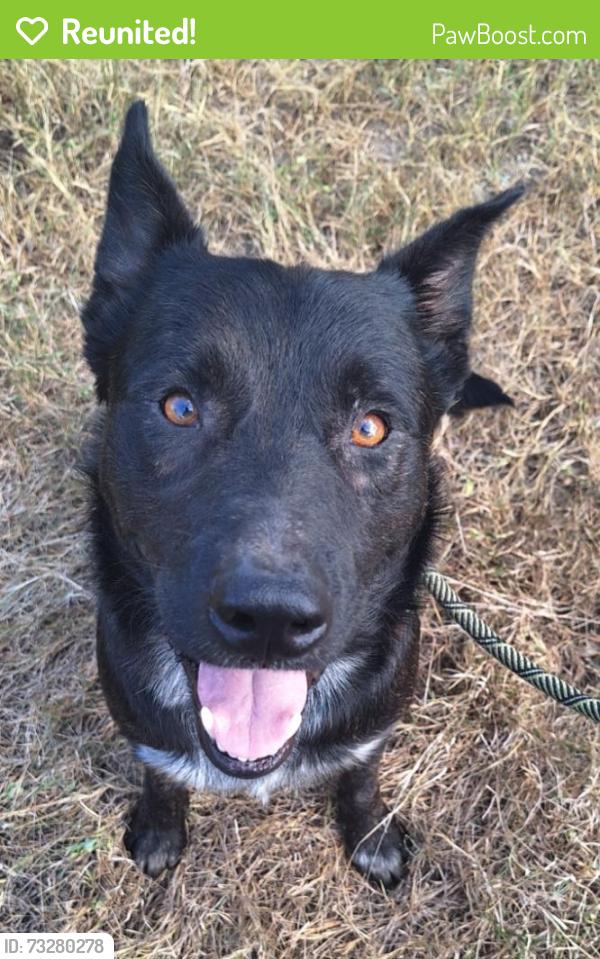 Reunited Male Dog last seen Tomahawk st and caldwell st, Dale, TX 78616