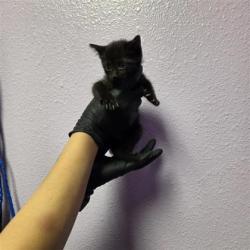 Shelter Stray Female Cat last seen Near lake cumberland, COUNTY of El Paso, TX, 5001 Fred Wilson Ave, El Paso, TX 79906, USA