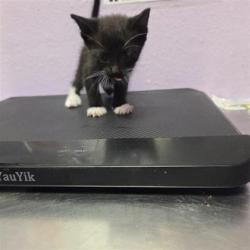 Shelter Stray Female Cat last seen Near lake cumberland, COUNTY of El Paso, TX, 5001 Fred Wilson Ave, El Paso, TX 79906, USA