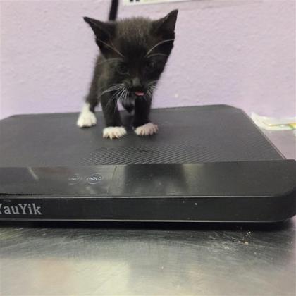 Shelter Stray Female Cat last seen Near lake cumberland, COUNTY of El Paso, TX, 5001 Fred Wilson Ave, El Paso, TX 79906, USA