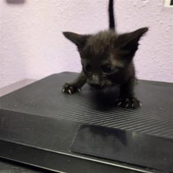 Shelter Stray Male Cat last seen Near lake cumberland, COUNTY of El Paso, TX, 5001 Fred Wilson Ave, El Paso, TX 79906, USA