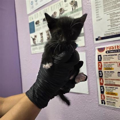 Shelter Stray Male Cat last seen Near lake cumberland, COUNTY of El Paso, TX, 5001 Fred Wilson Ave, El Paso, TX 79906, USA