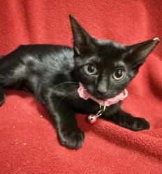 Shelter Stray Female Cat last seen , , TX, 355 Hillshire Dr, Haslet, TX 76052, USA