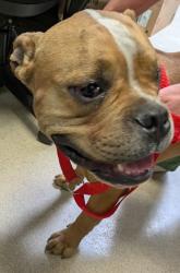 Shelter Stray Male Dog last seen 88th Ave and B St, Oakland,, 1101 29th Ave, Oakland, CA 94601, USA
