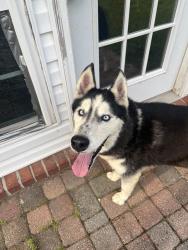 Reunited Male Dog last seen Ziglar & silas, Gonzalez, FL 32533