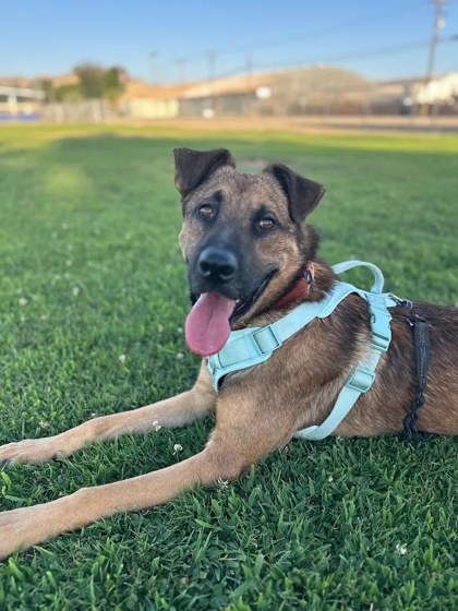 Shelter Stray Male Dog last seen S Brawley Ave & W Kearney Blvd, Fresno Zone Fresno CO 2 93706, CA, 1510 W Dan Ronquillo Dr, Fresno, CA 93706, USA