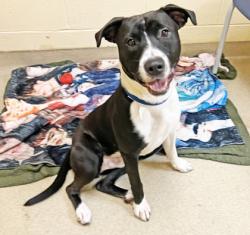 Shelter Stray Male Dog last seen Near De Wald, Newport News, VA, 5843 Jefferson Ave, Newport News, VA 23605, USA