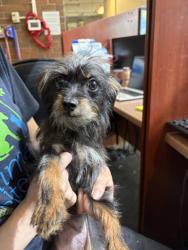 Shelter Stray Female Dog last seen Judkins Park, Seattle, WA, 2061 15th Ave W, Seattle, WA 98119, USA