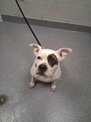 Shelter Stray Female Dog last seen Near Harmony Way, Sevier County ACO, TN, 1008 Old Knoxville Hwy, Sevierville, TN 37862, USA