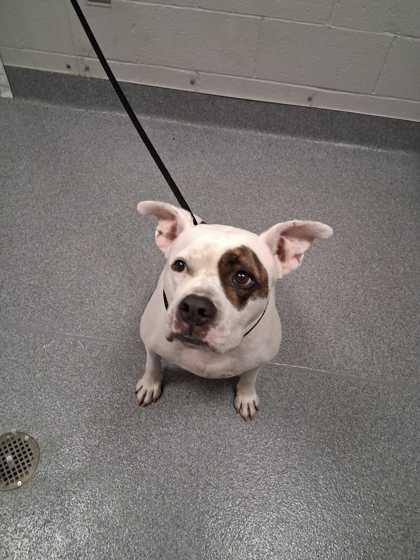 Shelter Stray Female Dog last seen Near Harmony Way, Sevier County ACO, TN, 1008 Old Knoxville Hwy, Sevierville, TN 37862, USA