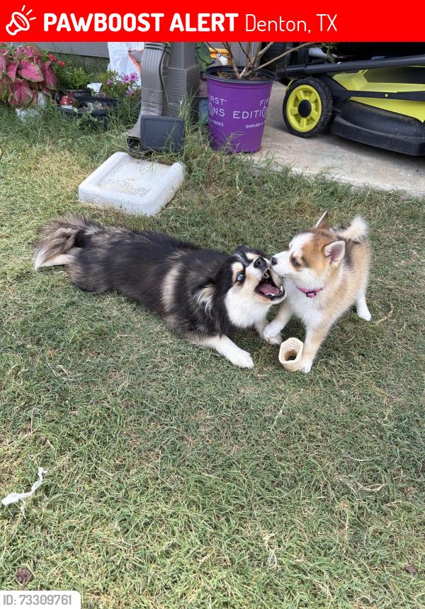 Lost Female Dog last seen Stark farms beazer homes near water works park, Denton, TX 76207
