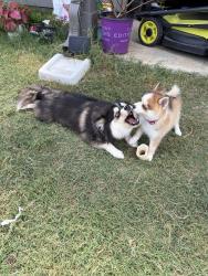 Lost Female Dog last seen Stark farms beazer homes near water works park, Denton, TX 76207