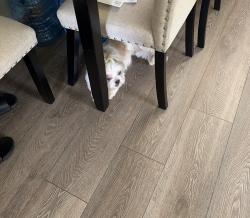 Reunited Female Dog last seen Horton street, Clairton, PA 15025