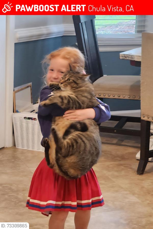 Lost Male Cat last seen E Palomar and Santa Rita, Chula Vista, CA 91913