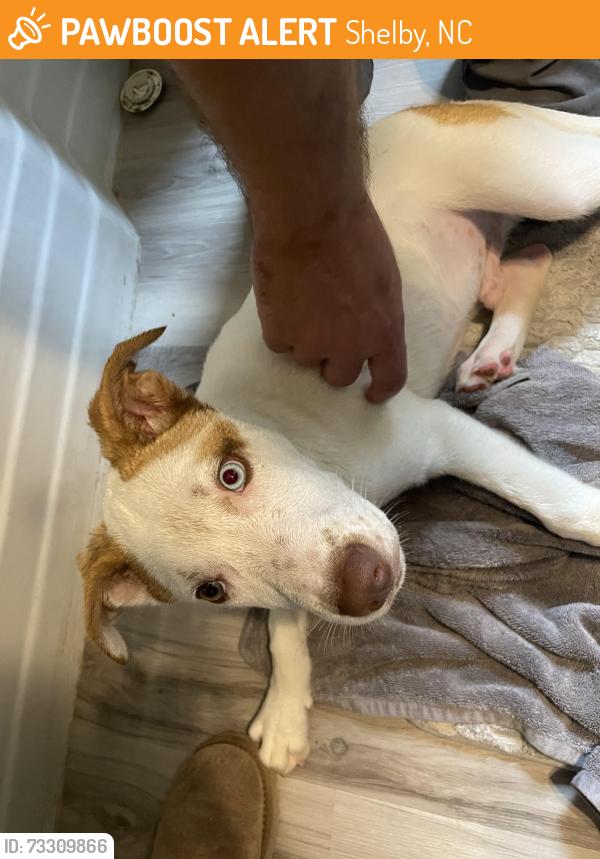 Found/Stray Male Dog last seen Grice street and e circle drive, Shelby, NC 28150
