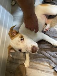 Found/Stray Male Dog last seen Grice street and e circle drive, Shelby, NC 28150