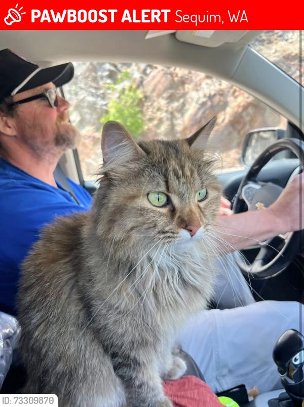 Lost Female Cat last seen Near kirner rd Sequim, Sequim, WA 98382