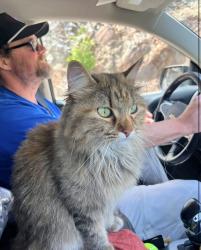 Lost Female Cat last seen Near kirner rd Sequim, Sequim, WA 98382