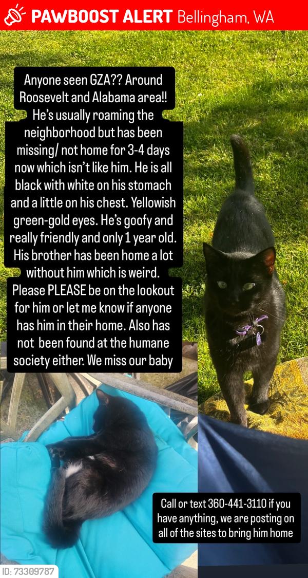 Lost Male Cat last seen last seen at Roosevelt elementary, Bellingham, WA 98228