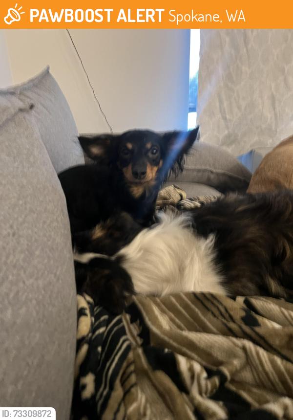 Found/Stray Female Dog last seen Raising canes, Spokane, WA 99260