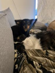 Found/Stray Female Dog last seen Raising canes, Spokane, WA 99260