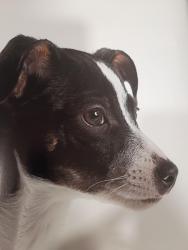 Lost Male Dog last seen 7/11 on Monroe St near Lawrence Expressway, Santa Clara, CA 95051