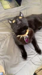 Reunited Male Cat last seen Tractor Supply, Gino's Barber Shop, Mantua Township, NJ 08051