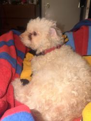 Reunited Male Dog last seen Utica drive, Dallas, TX 75217