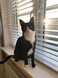 Reunited Male Cat last seen Dalmark/Dalton Seeds, Eye, England 