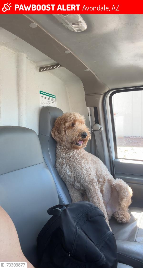 Lost Male Dog last seen N 119th Ave & N 117th Ave, Avondale, AZ 85392