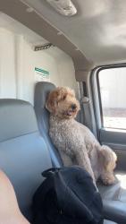 Lost Male Dog last seen N 119th Ave & N 117th Ave, Avondale, AZ 85392