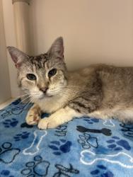 Shelter Stray Female Cat last seen Near W Glenrose Drive, SALT LAKE CITY, UT, 84104, 511 W 3900 S, Salt Lake City, UT 84123, USA