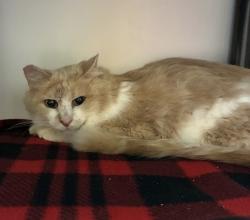 Shelter Stray Male Cat last seen Near S 300 Street E, SALT LAKE CITY, UT, 84115, 511 W 3900 S, Salt Lake City, UT 84123, USA