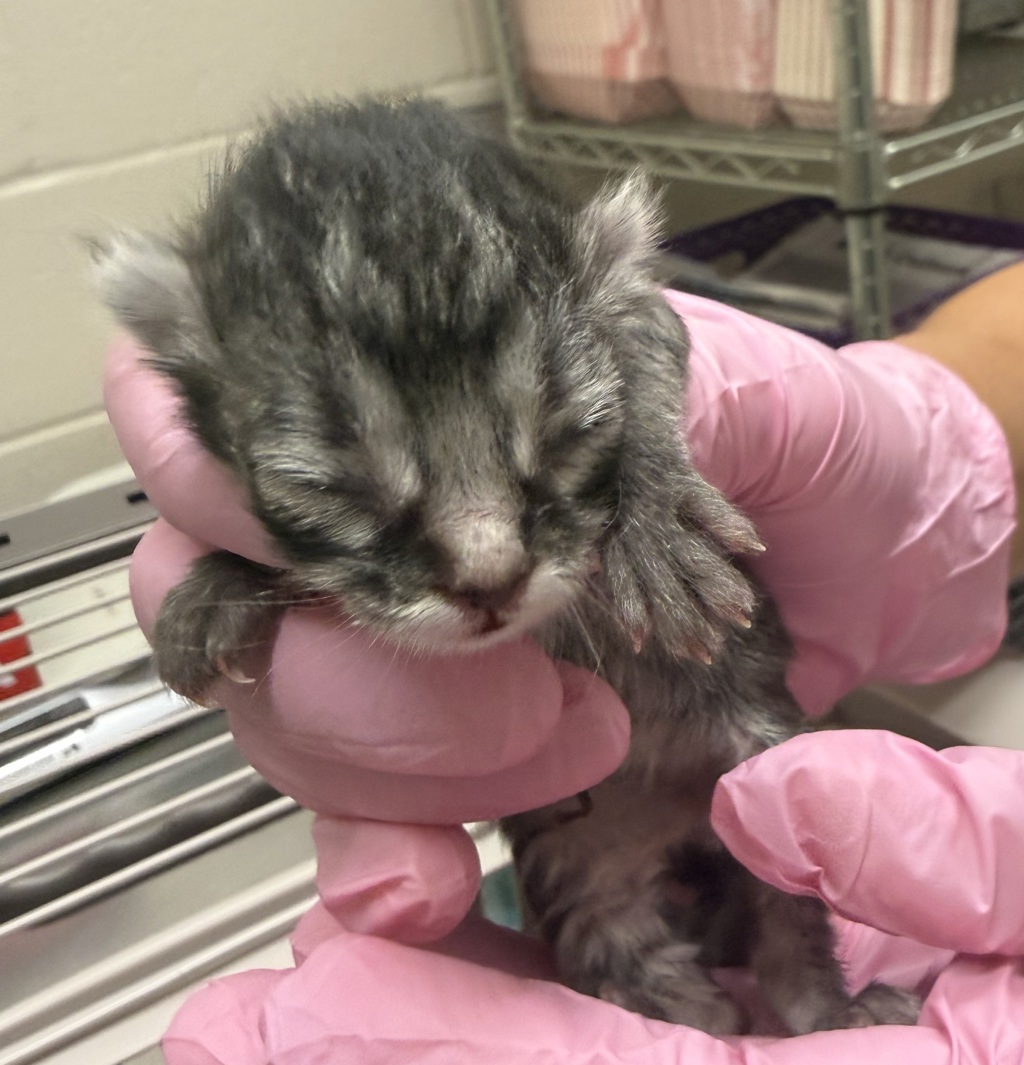 Shelter Stray Female Cat last seen found in Arizona, Avondale, AZ, 85323, El Cajon, CA 92020, USA