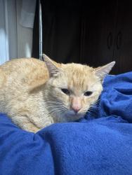 Lost Female Cat last seen Rumble and mathenson, Vancouver, BC V5S 3Y2