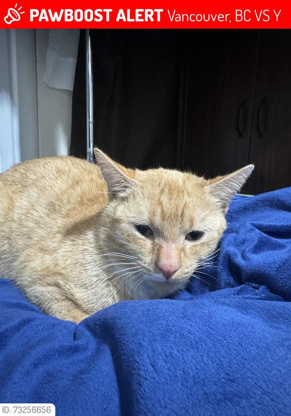 Lost Female Cat last seen Rumble and mathenson, Vancouver, BC V5S 3Y2