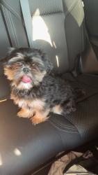 Reunited Male Dog last seen Near Matlock Rd, Mansfield, TX 76063, USA, Mansfield, TX 76063
