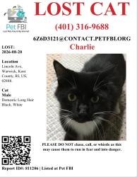 Reunited Male Cat last seen Lincoln Ave and post rd, Warwick, RI 02888