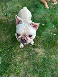 Found/Stray Male Dog last seen Winton rd, Cincinnati, OH 45232