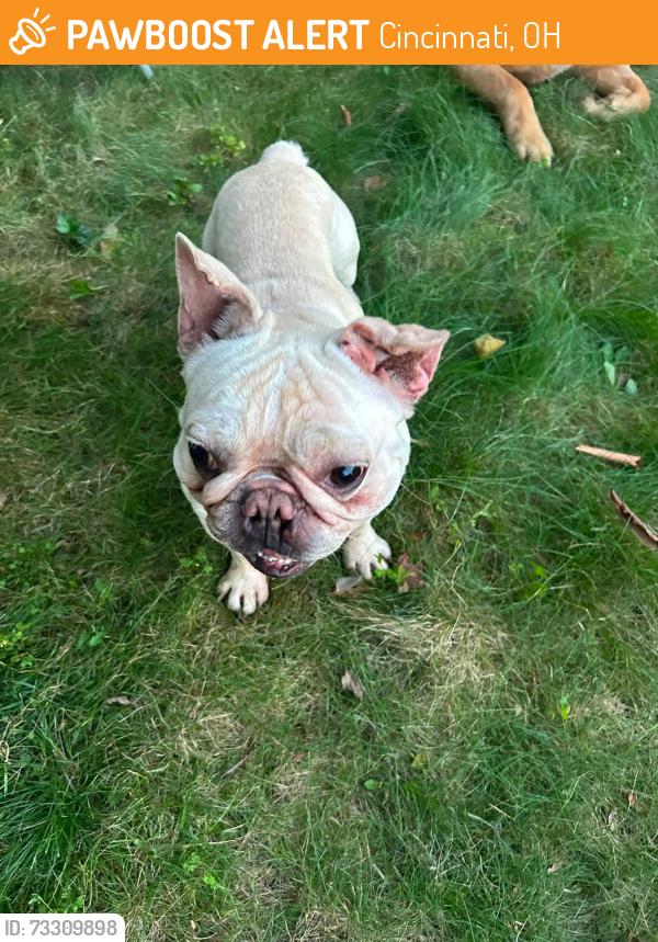 Found/Stray Male Dog last seen Winton rd, Cincinnati, OH 45232