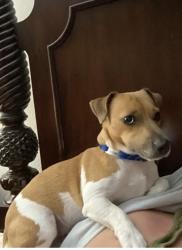 Reunited Male Dog last seen 34th Ave between Rt 60 and 16th Street, Vero Beach, FL 32960