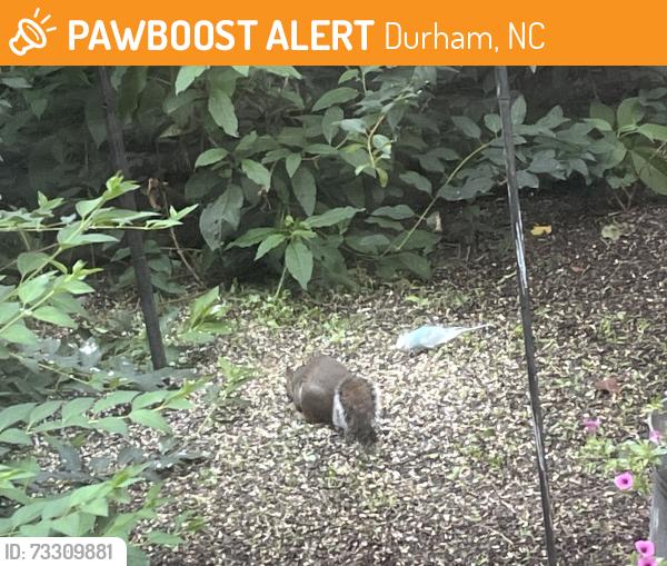 Found/Stray Unknown Bird last seen Near Lansgate Court, Durham, NC 27713