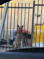 Reunited Male Dog last seen Cummings st, Los Angeles, CA 90033