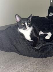 Reunited Male Cat last seen Fairview and Nebraska St, Chandler, AZ 85225