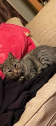 Lost Female Cat last seen Jeanette Ave and Arch Brow, Mansfield, OH 44902
