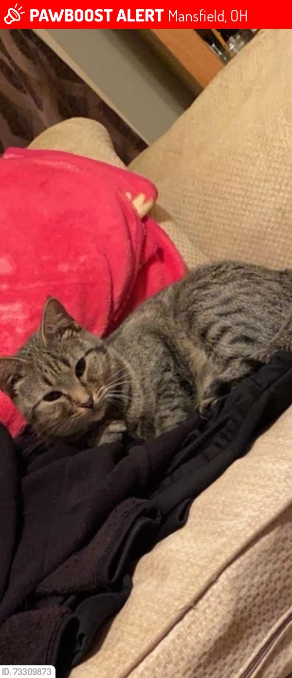 Lost Female Cat last seen Jeanette Ave and Arch Brow, Mansfield, OH 44902